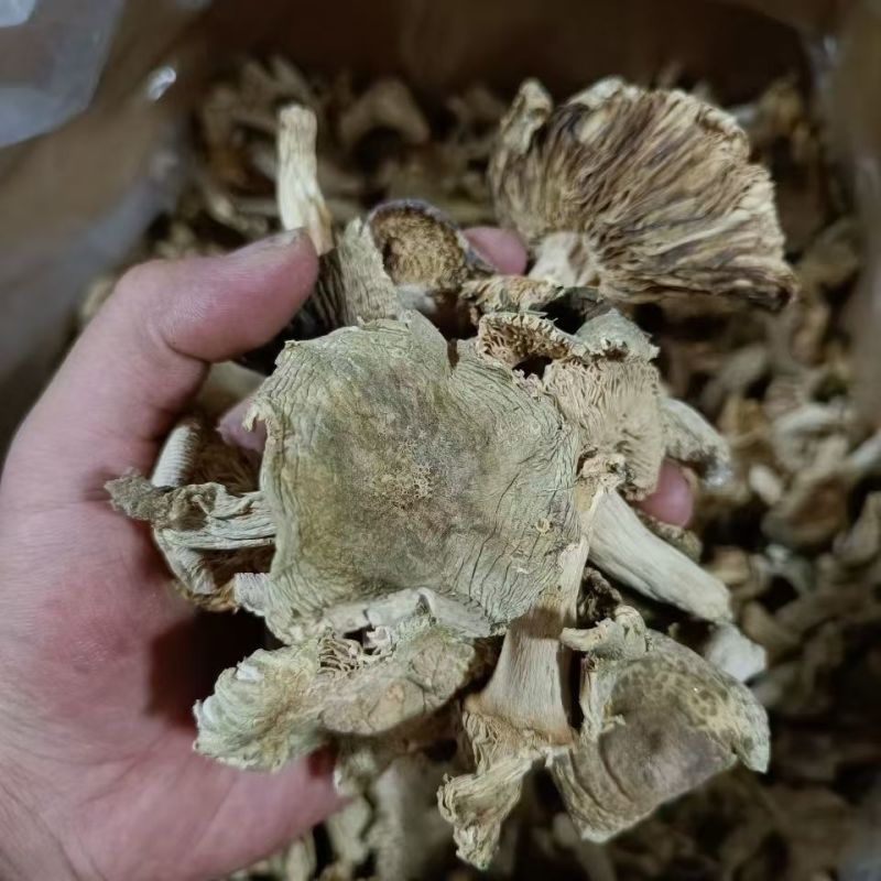 云南青头菌青头菌青头菌干货