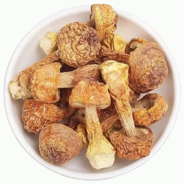 松茸姬松茸松茸云南姬松茸批发