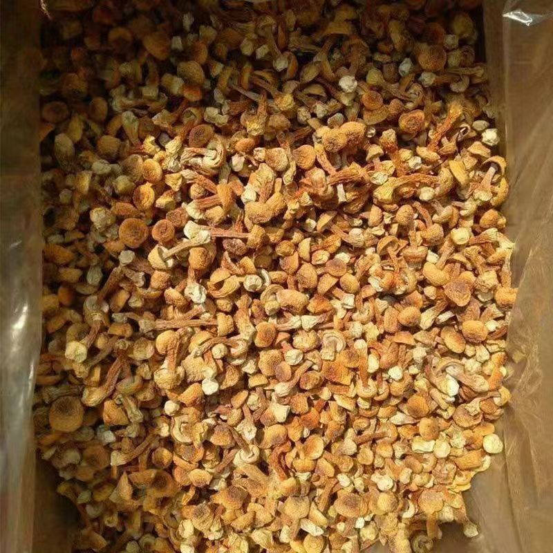 松茸姬松茸松茸云南姬松茸批发