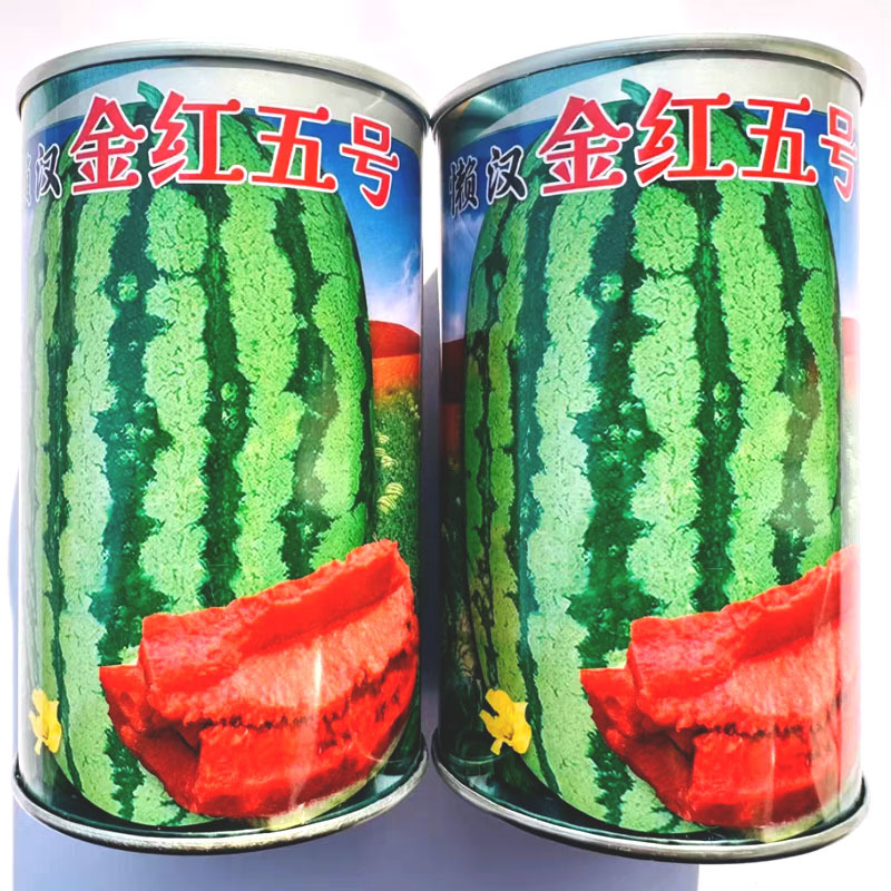 懒汉金红五号西瓜种子抗旱耐瘠薄果肉红色皮薄耐贮运