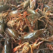 江苏小龙虾兴化小龙虾青虾红虾产地直发品质保证