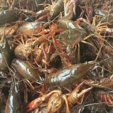 江苏小龙虾兴化小龙虾青虾红虾产地直发品质保证