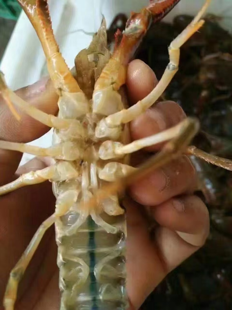 江苏小龙虾兴化小龙虾青虾红虾产地直发品质保证