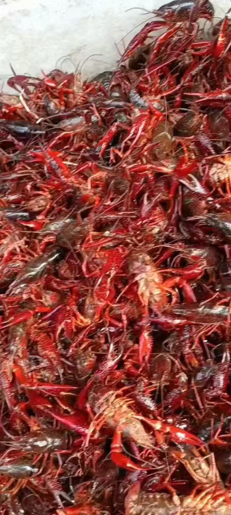 江苏小龙虾兴化小龙虾青虾红虾产地直发品质保证