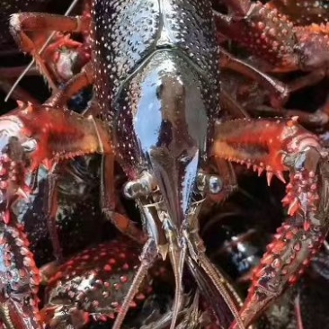 江苏小龙虾红虾青虾产地一手货源可视频看货