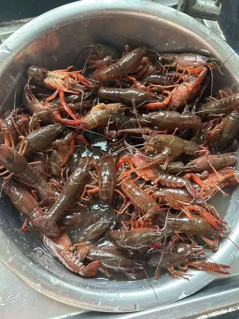 江苏小龙虾红虾青虾产地一手货源可视频看货