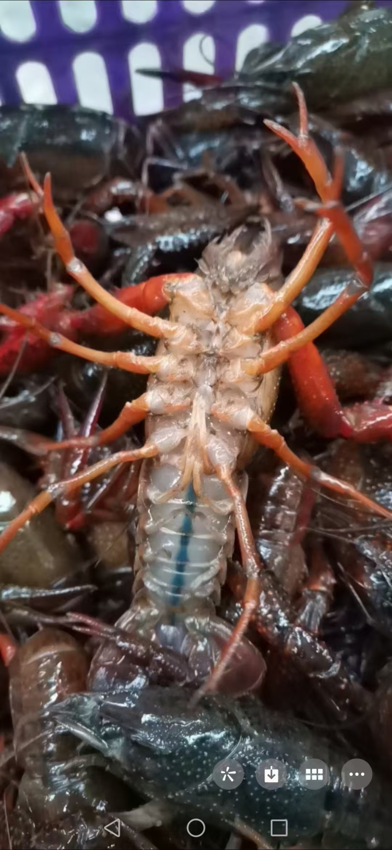 江苏小龙虾红虾青虾产地一手货源可视频看货