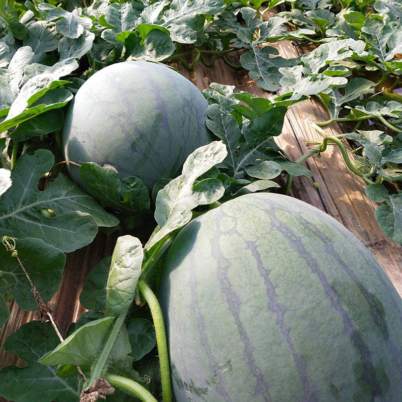 抗病重茬霸王西瓜种子果实椭圆果肉大红黑花皮西瓜种子