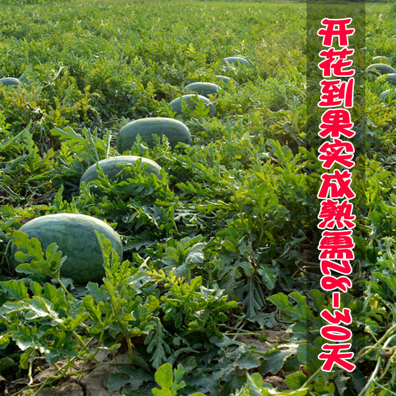 抗病重茬霸王西瓜种子果实椭圆果肉大红黑花皮西瓜种子