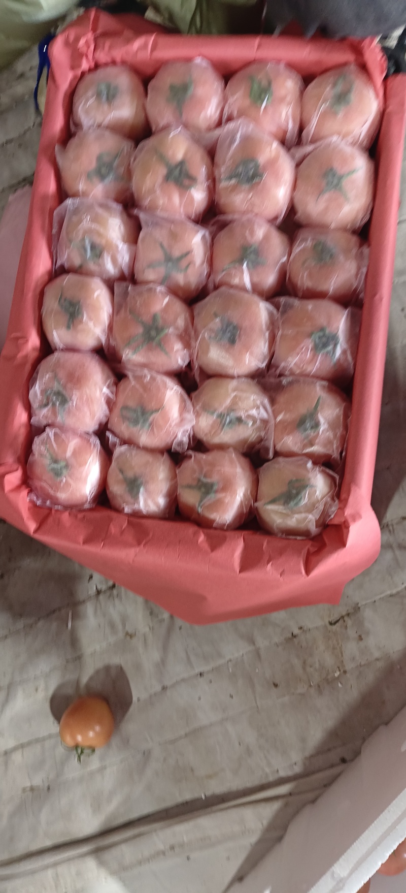 【大量有货】硬粉西红柿产地直发欢迎来电选购