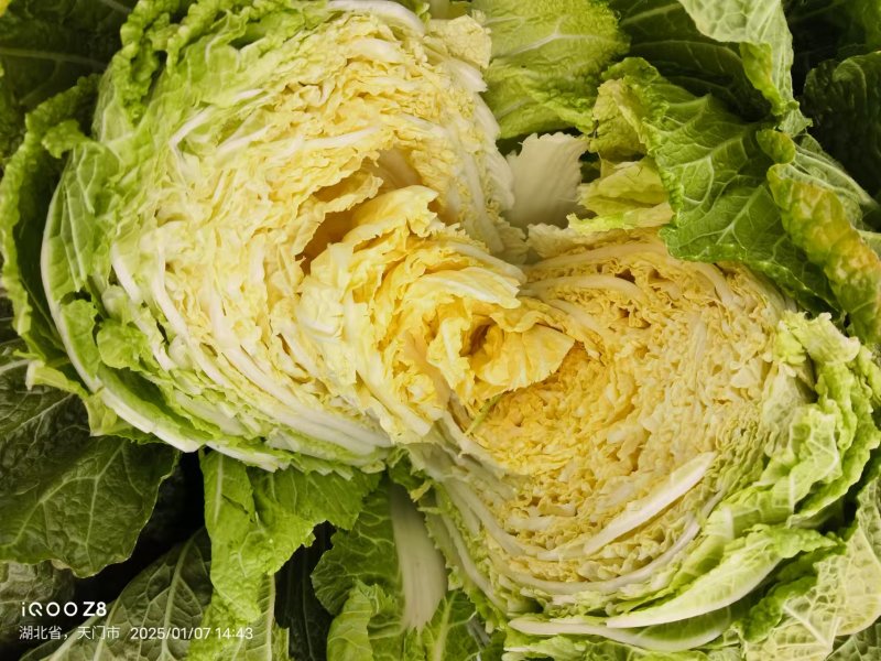 黄心白菜湖北白菜产地直发品质保障量大优惠对接全国