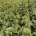 黄心白菜湖北白菜产地直发品质保障量大优惠对接全国