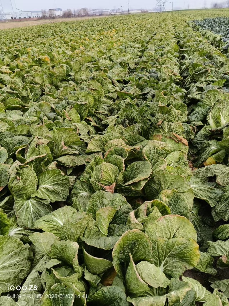 黄心白菜湖北白菜产地直发品质保障量大优惠对接全国