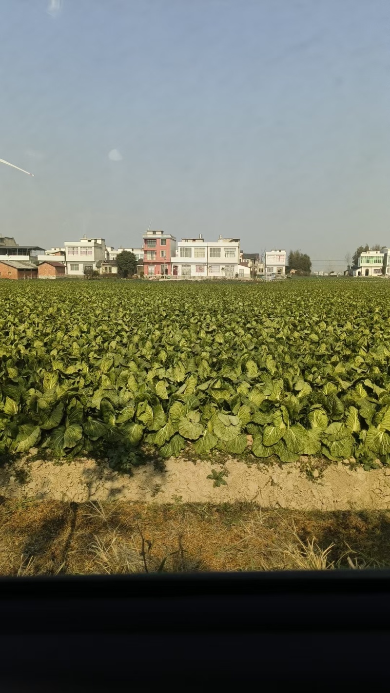 黄心白菜湖北白菜产地直发品质保障量大优惠对接全国