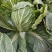 黄心白菜湖北白菜产地直发品质保障量大优惠对接全国