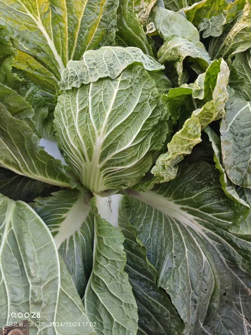 黄心白菜湖北白菜产地直发品质保障量大优惠对接全国