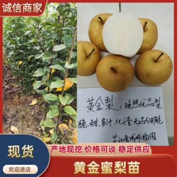 黄金蜜梨苗该梨皮薄肉白细嫩多汁脆甜浓香挂果树采枝育苗