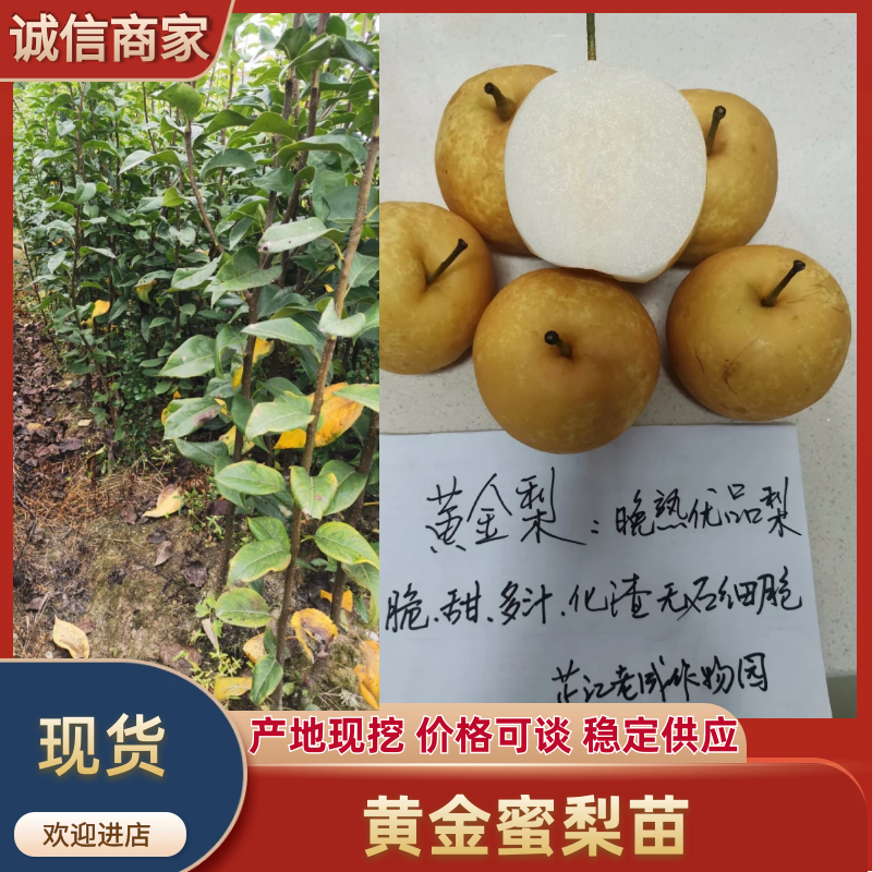 黄金蜜梨苗该梨皮薄肉白细嫩多汁脆甜浓香挂果树采枝育苗