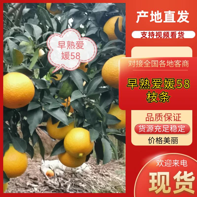 供早熟爱媛58杯苗，比普通爱媛橙早熟一个月果大味甜易剥皮
