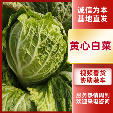 黄心白菜湖北白菜产地直发品质保障量大优惠对接全国