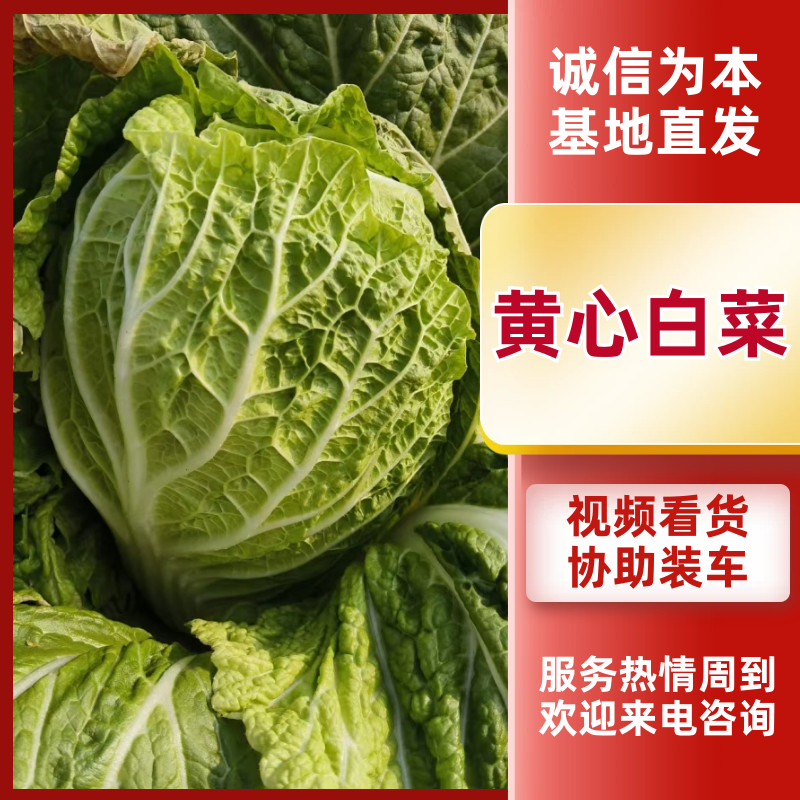 黄心白菜湖北白菜产地直发品质保障量大优惠对接全国