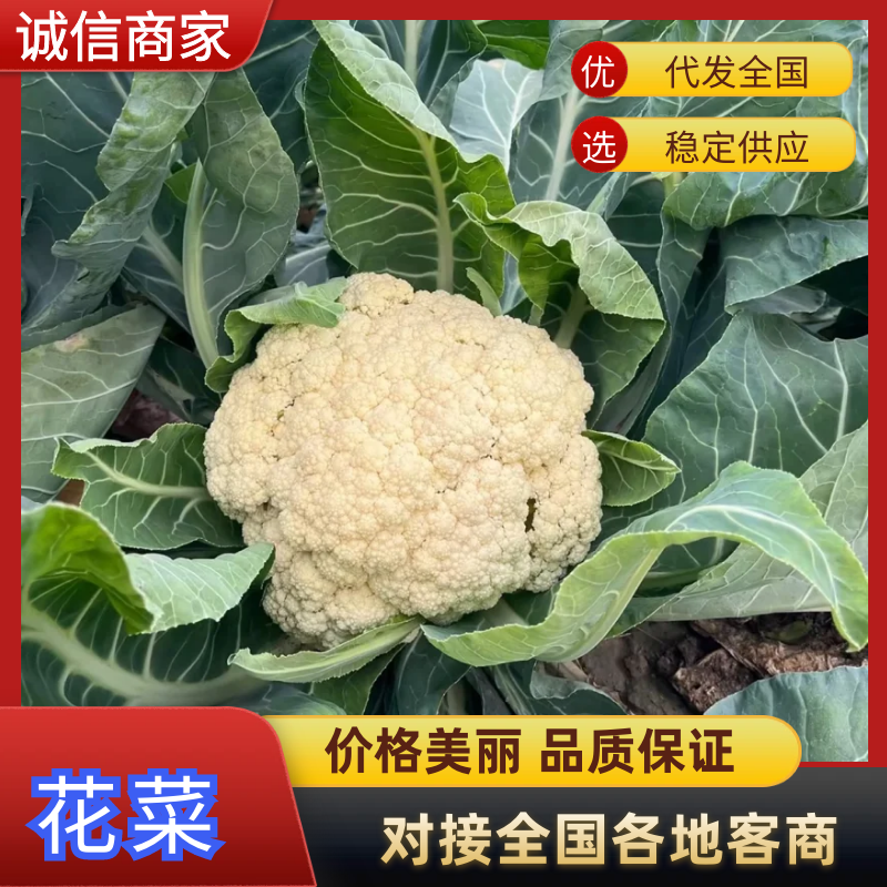 花菜云南白面青梗松花菜个头均匀面白小米全国发货