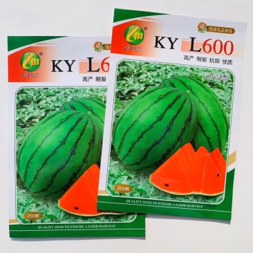L600西瓜种子早熟抗一代小型西瓜种子果肉红色耐裂
