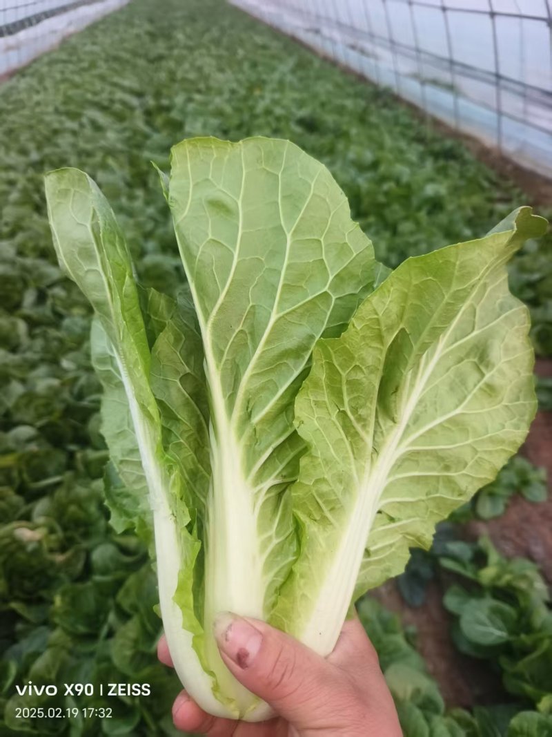 杭白菜产地直供大量有货品质保证服务周到