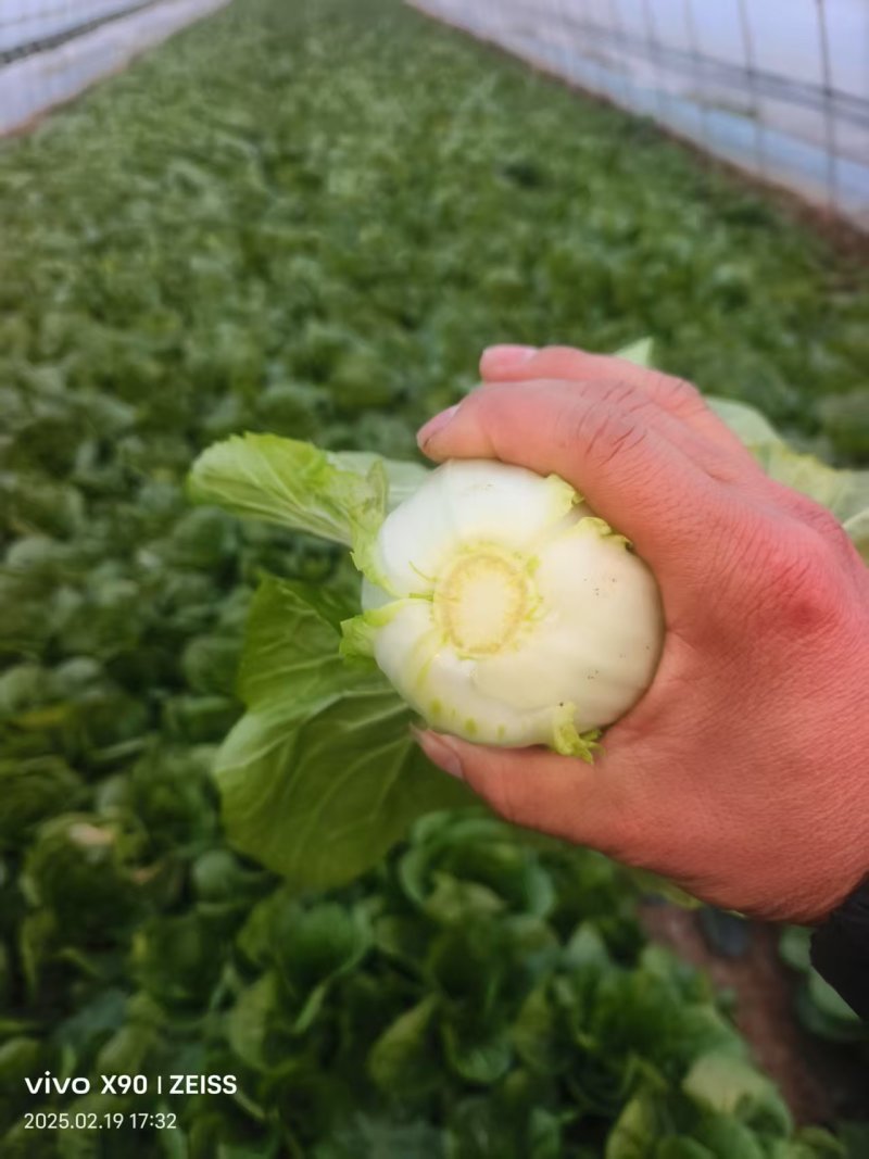 杭白菜产地直供大量有货品质保证服务周到