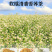 黄苦荞茶批发