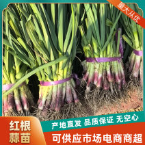 精品大棚蒜苗万亩蒜苗基地大量有货欢迎前来考察采购