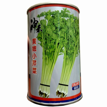 黄嫩小香芹种子四季种植60天上市肉质脆嫩基地大户种植