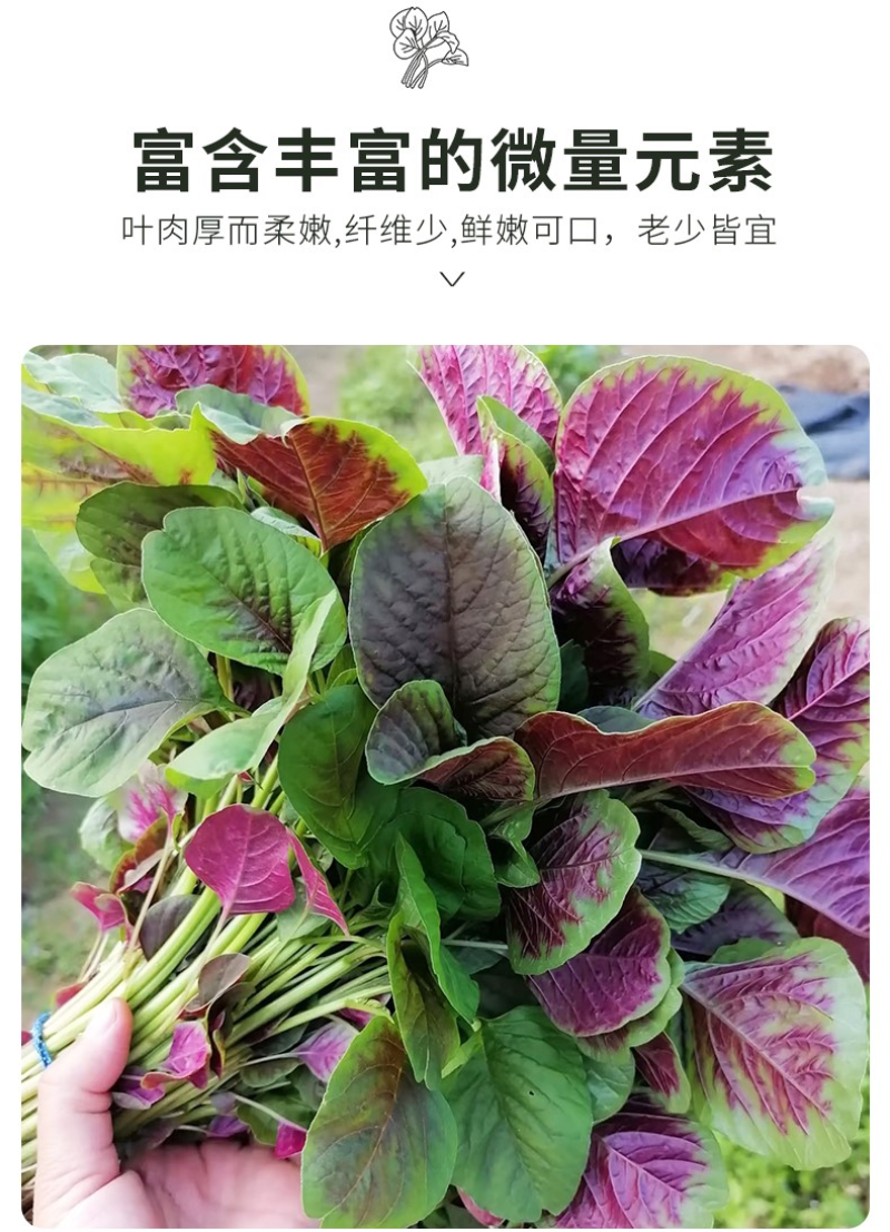 圆叶红丰苋-苋菜种子早熟高产易打理鲜嫩美味20天可采