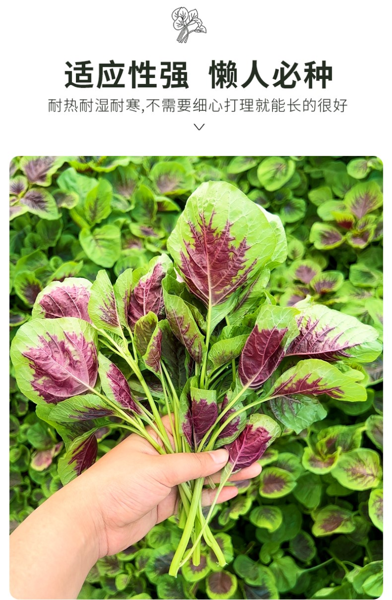 圆叶红丰苋-苋菜种子早熟高产易打理鲜嫩美味20天可采