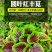 圆叶红丰苋-苋菜种子早熟高产易打理鲜嫩美味20天可采
