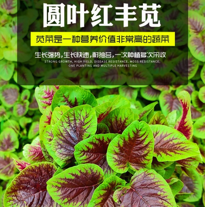 圆叶红丰苋-苋菜种子早熟高产易打理鲜嫩美味20天可采