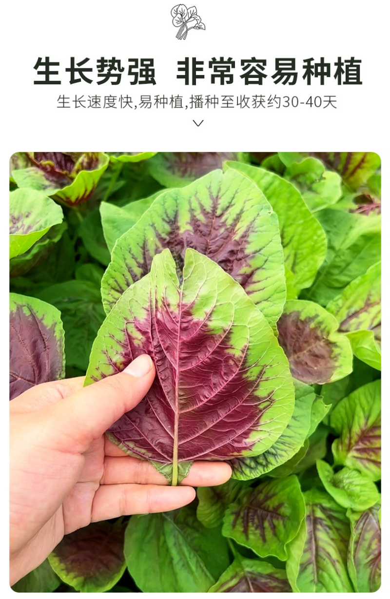 棚植红冠苋-苋菜种子棚植早熟高产软糯清甜耐抽薹
