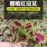 棚植红冠苋-苋菜种子棚植早熟高产软糯清甜耐抽薹
