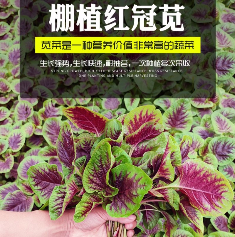 棚植红冠苋-苋菜种子棚植早熟高产软糯清甜耐抽薹
