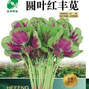 圆叶红丰苋-苋菜种子早熟高产易打理鲜嫩美味20天可采