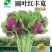 圆叶红丰苋-苋菜种子早熟高产易打理鲜嫩美味20天可采