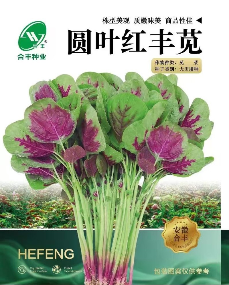 圆叶红丰苋-苋菜种子早熟高产易打理鲜嫩美味20天可采