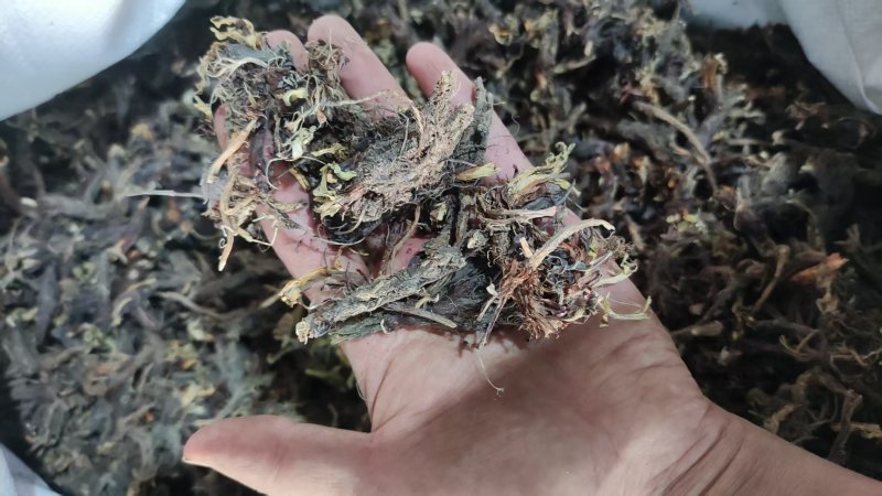 中药材干货甘松全草水洗甘松根品质保障量大价钱可议