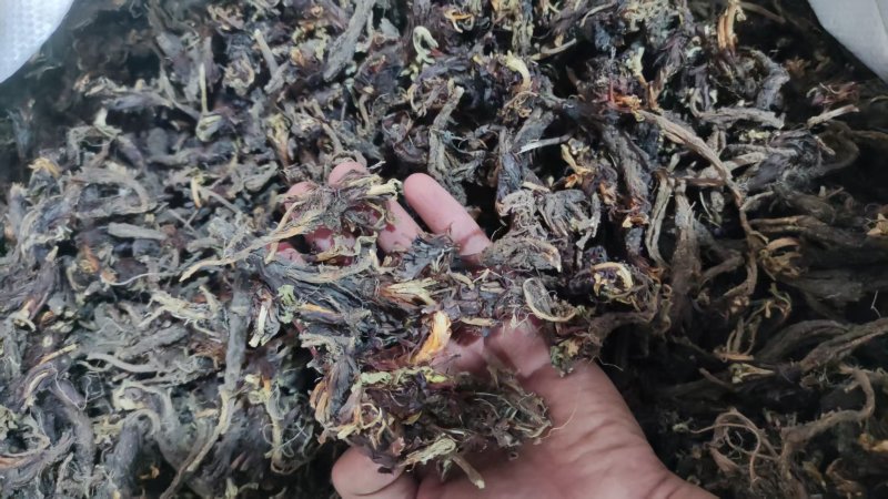 中药材干货甘松全草水洗甘松根品质保障量大价钱可议