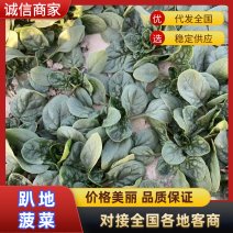 优质菠菜趴地菠菜大量供应对接全国市场电商商超
