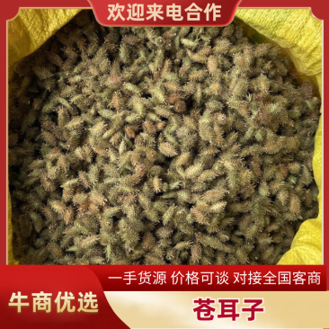 精品苍耳子，产地直发，价格可谈，保质保量，欢迎来电