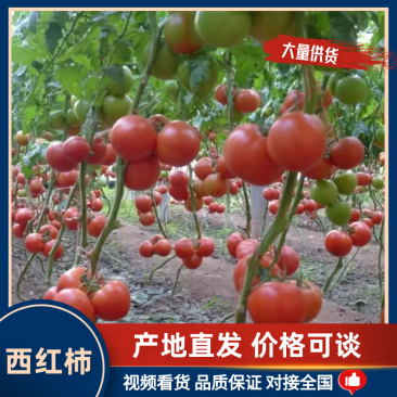 硬粉带把，折把西红柿产地发货货源充足价格便宜