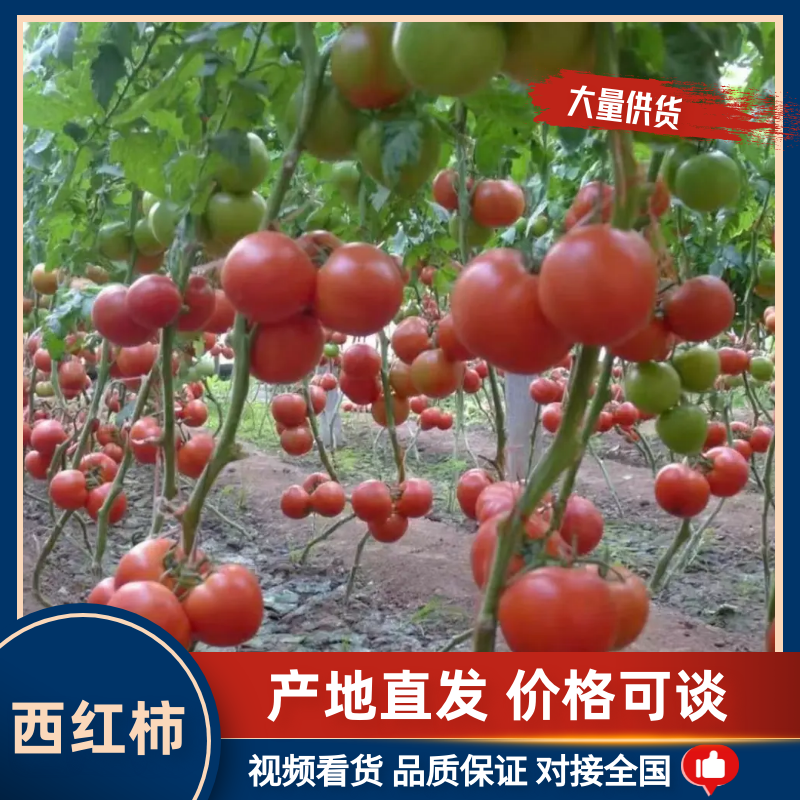 硬粉带把，折把西红柿产地发货货源充足价格便宜