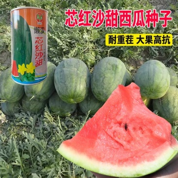 懒汉芯红沙甜西瓜种子50克罐装高抗重茬果肉大红