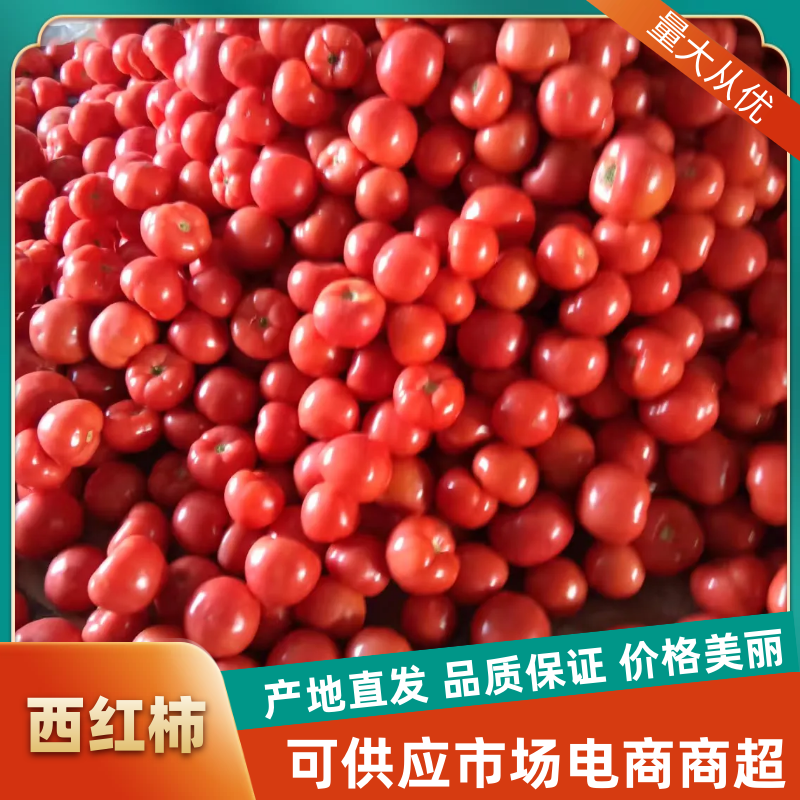硬粉西红柿，货源充足，果型好，硬度好，耐运输发往全国各地